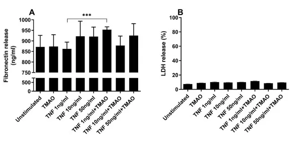 Bar charts showing increased fibronectin release from human renal fibroblasts after TNF-α stimulation, with TMAO plus TNF-α showing similarly high levels; LDH release is minimal in all groups.